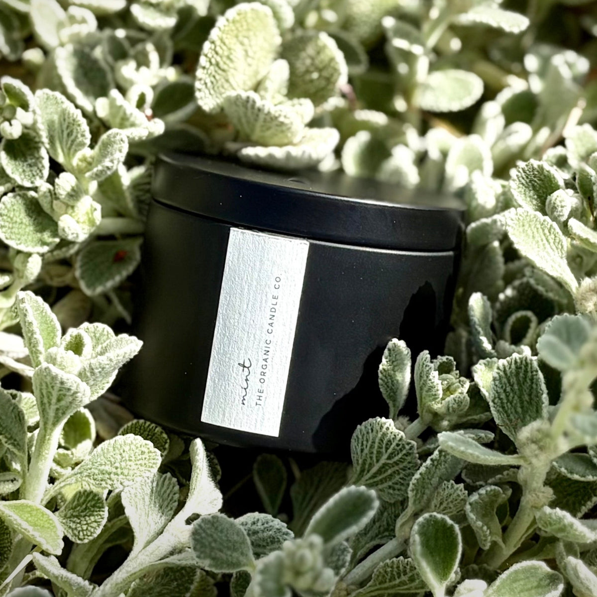 Organic candle in a black cylindrical container with a label on green leafy plants, featuring 'The Organic Candle Co'.